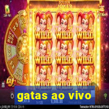 gatas ao vivo